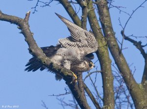 Peregrine (FALCON) falco peregrinus