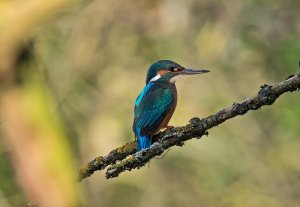 Perched Kingfisher