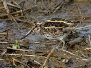 Digiscoped Jack Snipe