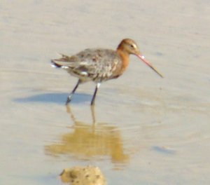 Black tailed Godwit