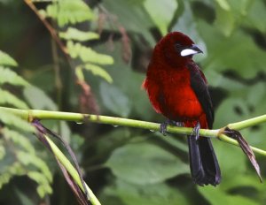 Crimson-backed Tanager (male)