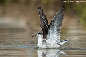 Red-Necked Phalarope