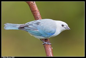 Blue-gray Tanager - Thraupis episcopus