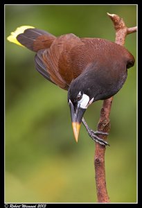 Montezuma Oropendola (male) - Psarocolius montezumai