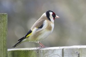 Goldfinch