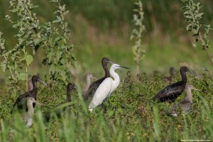 Birds group