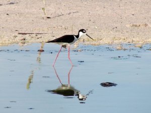 Black Necked Stilt