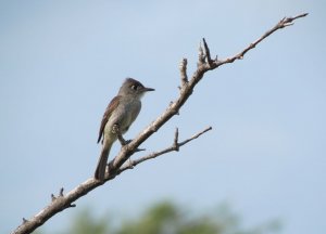 Cuban Peewee