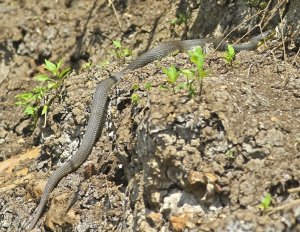 Yellowbelly Water Snake