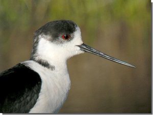 Black-Winged Stilt