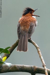 Chestnut Bulbul