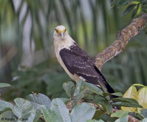 Yellow-headed Caracara PERU'13 SER