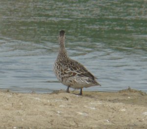 Garganey