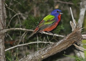 Painted Bunting (male)