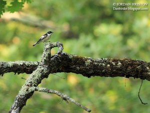 Semi-collared Flycatcher photography