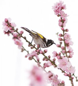 New Holland Honeyeater