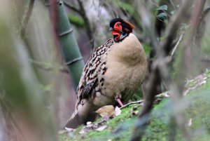 Cabot's Tragopan