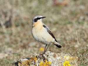 Wheatear