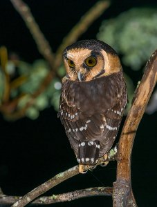 Buff-fronted Owl