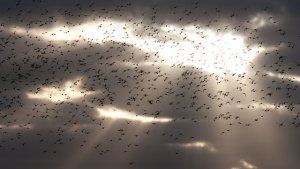 Golden Plover