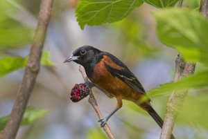 Orchard Oriole