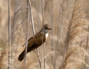 great reed warbler