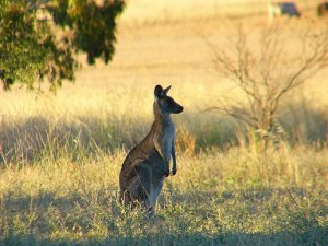 Eastern Grey Kangaroo