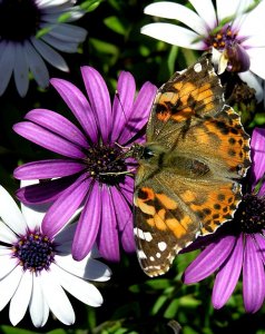 Painted Lady on Daisies