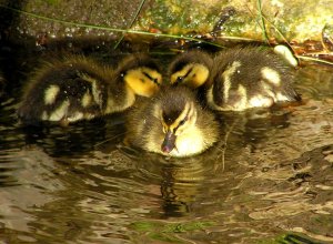 Trio of Ducklings