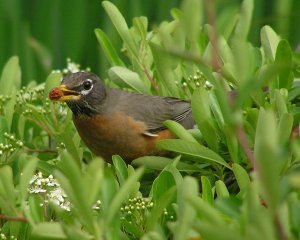 Robin Eating a Berry