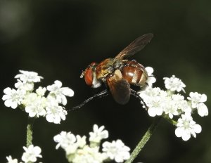 Tachinid Fly