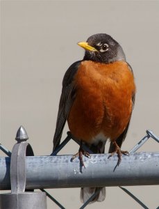 Backyard Birds