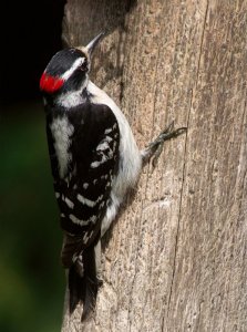 Woodpecker #1