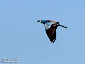 Roller photography in Bulgaria