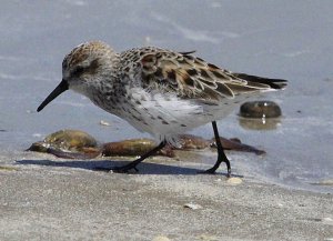 Western Sandpiper