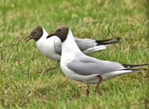 Black-headed gull