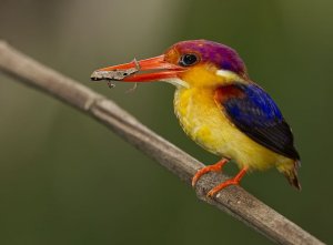 Oriental Dwarf Kingfisher