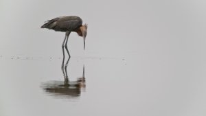 Reddish Egret