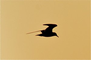 Night Heron at dusk