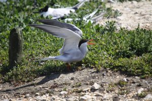 Common Tern