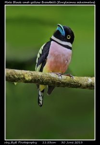 Male Black-and-yellow Broadbill (Eurylaimus ochromalus)