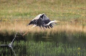 Taking off Grey Heron