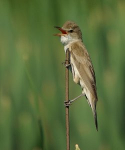 great reed warbler