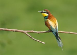 Beeeater