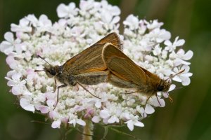 Mating small skippers on wild carrot