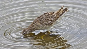 Long-billed Dowitcher (juvenile)