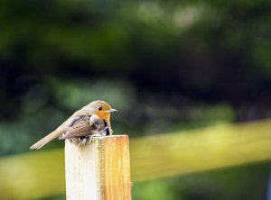 A relaxed Robin