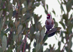 Goldfinch