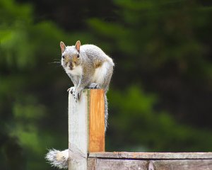 Squirrel in frofile