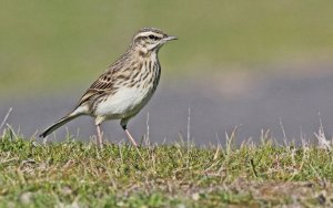 New Zealand Pipit